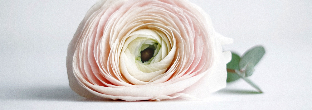 Pfingstrose